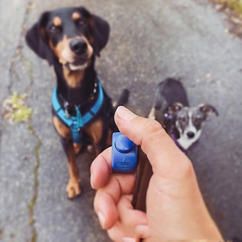 Alat Latih Klik Anjing Mini Ri - Training Clicker Dog ulasan dan harga